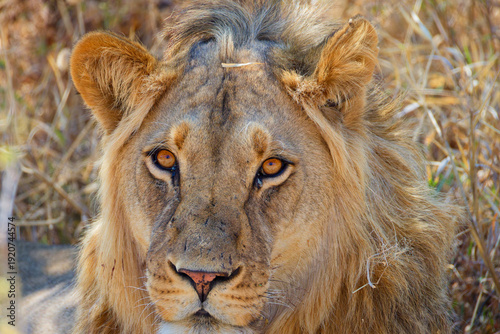 Lion in Botswana, Africa