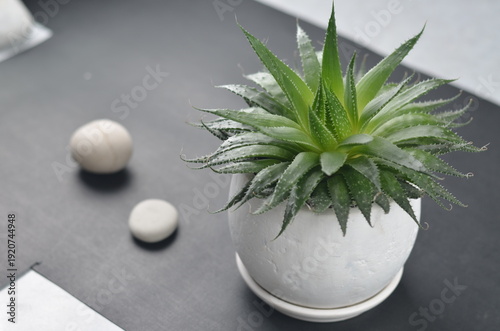 Green succulent plant in white pot on dark table with spa stones, minimal composition, soft natural light, modern interior decor concept.