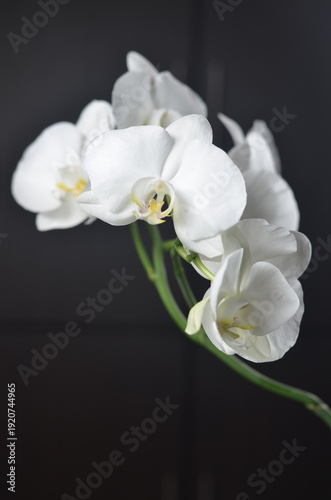 Elegant white orchid flowers on dark background, delicate petals in soft light, minimal floral composition, natural beauty concept.
