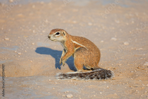 Ground squirrel in Botswana, Africa