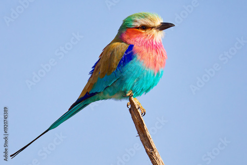 Lilac breasted roller in Botswana, Africa.