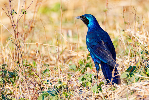 Burchell's starling or Burchell's glossy-starling is a species of starling in the family Sturnidae. The monogamous and presumably sedentary species is native to dry and mesic woodlands and savannah...