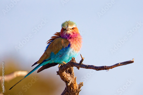 Lilac breasted roller in Botswana, Africa.