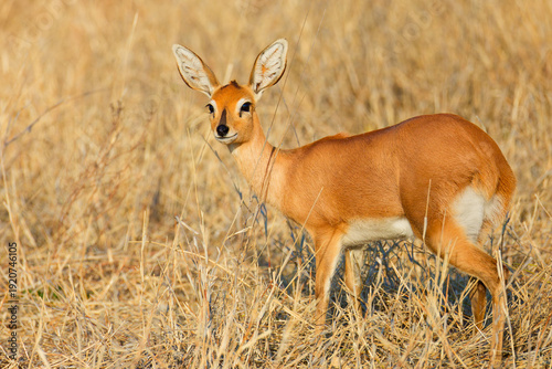 The steenbok is a common small antelope of southern and eastern Africa. It is sometimes known as the steinbuck or steinbok.