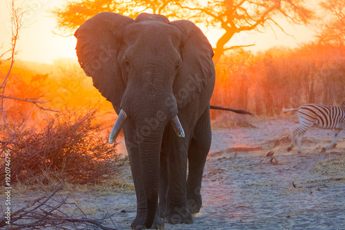 Elephant in Botswana, Africa