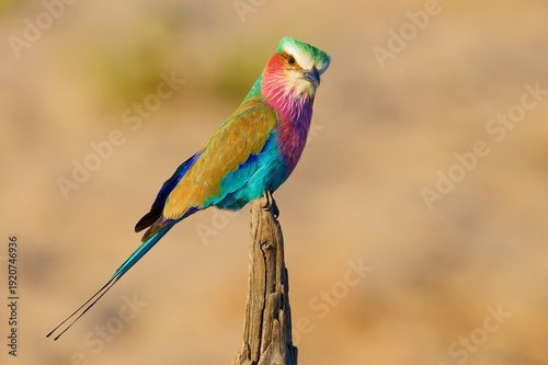 Lilac breasted roller in Botswana, Africa.