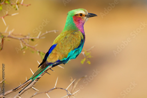 Lilac breasted roller in Botswana, Africa.