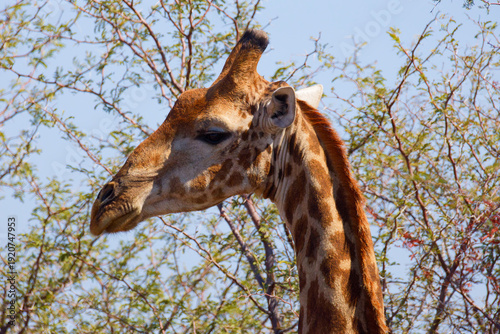 Giraffe in Botswana, Africa