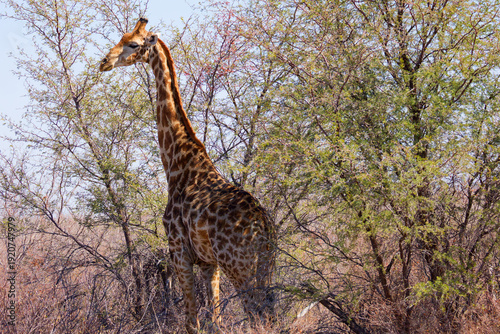 Giraffe in Botswana, Africa
