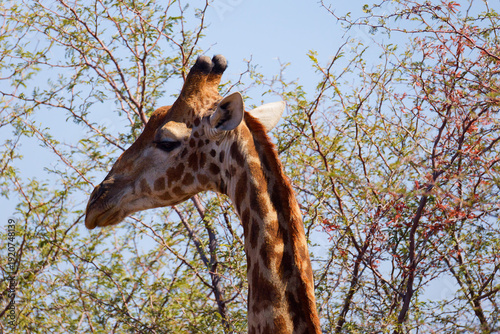 Giraffe in Botswana, Africa