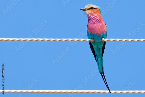 Lilac breasted roller in Botswana, Africa.