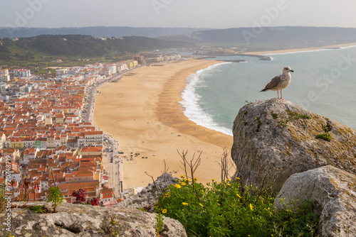 Yellow-legged gull near ocean in Nazaré town - Portugal