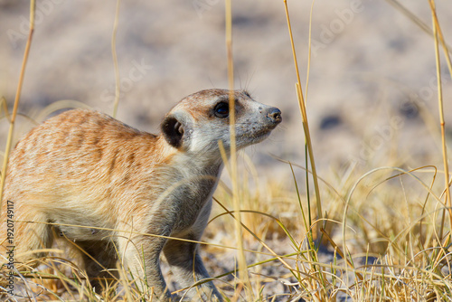 Meerkat in Botswana, Africa