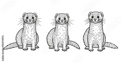Black and white sketch of three playful ferrets sitting in a row