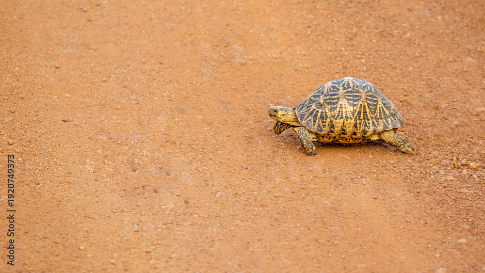 Fototapeta premium Close-up photograph of a Star Tortoise walking across a sandy terrain