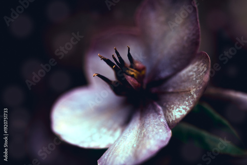 Lenzrose rot violett magisch Bokeh Nahaufnahme