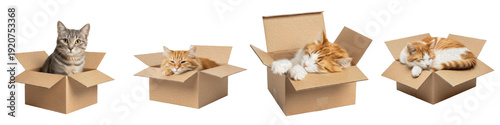 Playful Cats in Cardboard Boxes, Domestic Kittens Hiding and Resting in Shipping Packages, Pet Care and Animal Behavior Graphics, Isolated Feline PNG