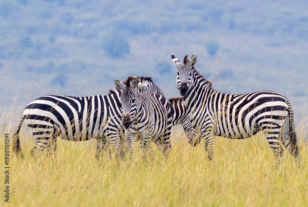 Obraz premium Herd of Plains Zebra in Masai Mara National Park in East Africa Kenya KEN