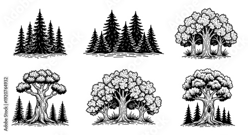 Collection of Detailed Vintage Tree Illustrations.