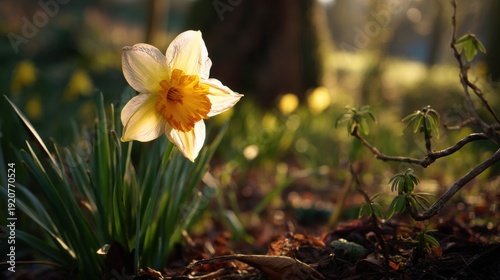 A daffodil stands alone in a garden with green leaves surrounding it. Early morning light highlights its yellow petals. Other plants can be seen in the background.
