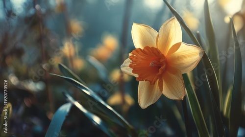 A daffodil with yellow petals and an orange center grows in a garden filled with green leaves and other flowers. The sun shines brightly in the morning sky.