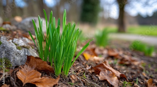 Fresh green grass shoots emerging from the ground among brown fallen leaves and stones in a tranquil early spring landscape with blurred trees in the background
