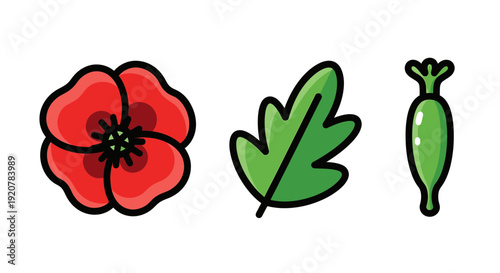 Poppy Flower Icon Set Red Bloom, Green Leaf, and Seed Pod Illustration