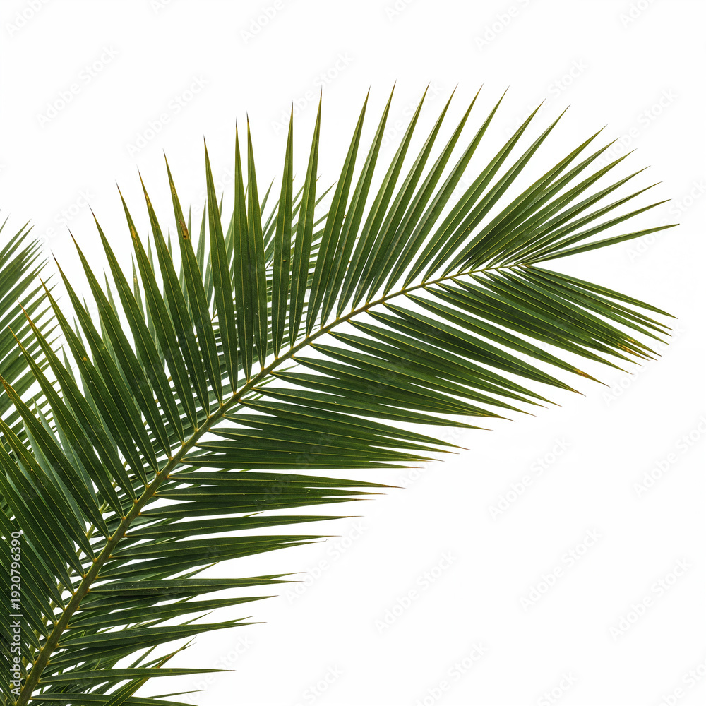 Obraz premium Green palm tree branch leaf