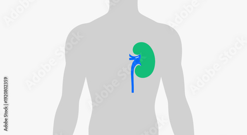 Celebrating World Kidney Day with a highlighted kidney illustration inside a human torso
