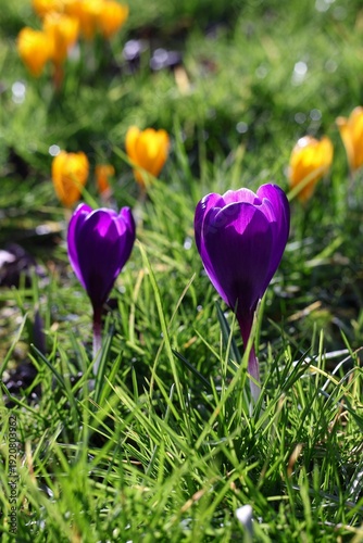 Purple crocus flowers blooming in spring grass close up