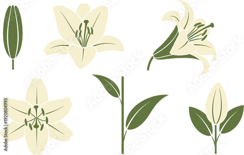 Detailed botanical vector illustration set showcasing various stages and parts of a lily flower, including elegant blossoms, developing buds, and graceful leaves, perfect for floral design elements