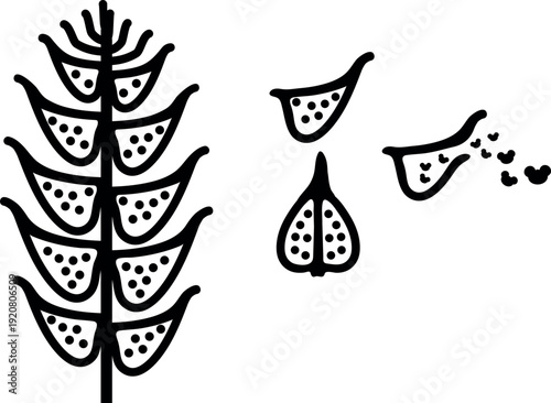 Black silhouette of the cross-section of male spruce cones. Scheme of scale of male pine cone with flying pollen grains of pine isolated on white background