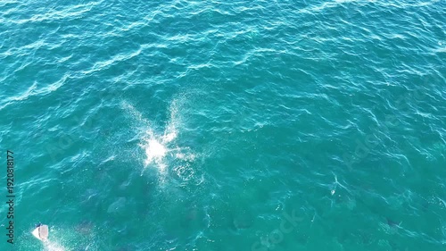 Mobula Rays Jumping and Splashing – Drone Footage, Sea of Cortez Mexico 