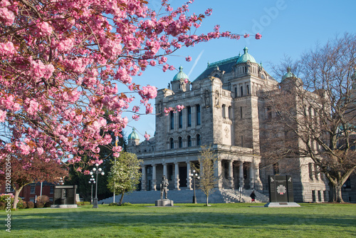 Foto Cherry blossoms in full bloom at the Legislative Assembly, Victoria, BC