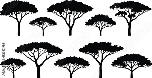 Collection of African acacia tree silhouettes isolated on white background, black savanna canopy vector illustrations for landscape and safari design