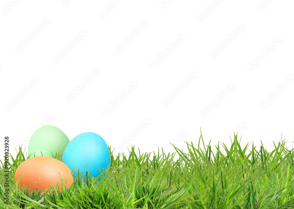 Fototapeta premium Easter eggs in green grass against white background