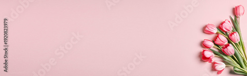 Beautiful tulips on pink background, top view. Banner design with space for text