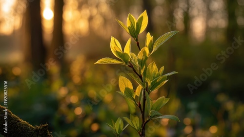 Young leaves glow in the sunlight in a forest as morning breaks. Soft light filters through the trees creating a warm atmosphere in nature's setting.