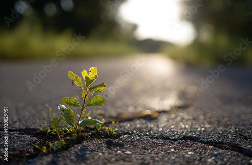 Young sprout of a small green plant growing through cracks in an asphalt road under sunlight
