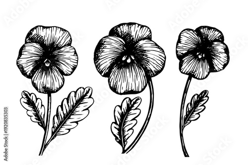 A collection of sketches of spring flowers: violets. Vector botanical elements.