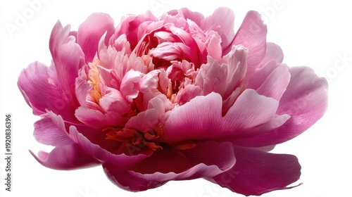 A bright pink peony bloom shows its layered petals in detail as it sits in full view. This flower highlights the beauty of springtime in a garden. The vibrant colors attract attention.