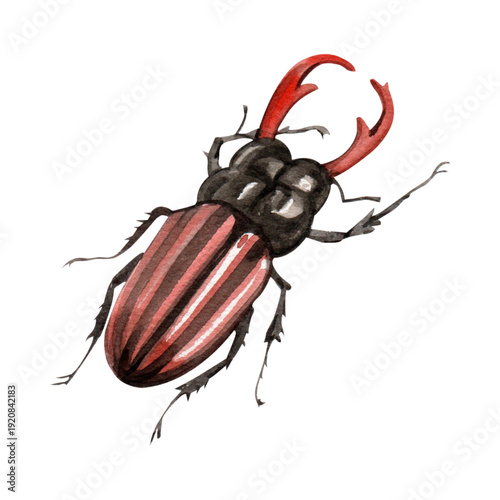 Hand-drawn stag beetle illustration with red mandibles and striped wings