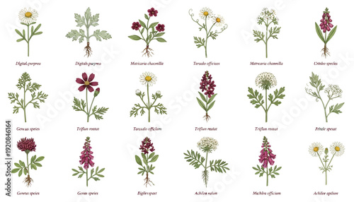 Collection of various wildflowers and weeds illustrations.