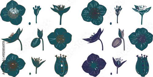 Collection of various dark green and purple leaves and leafy plants on white background