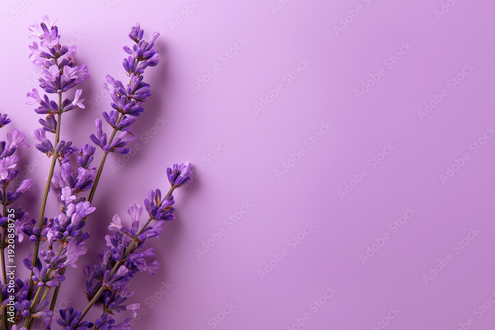 Fototapeta premium Fresh lavender sprigs are elegantly arranged on a plain light purple surface.