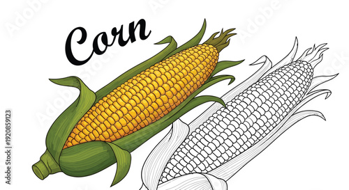 The colorable corn cob illustration shows both in detail.