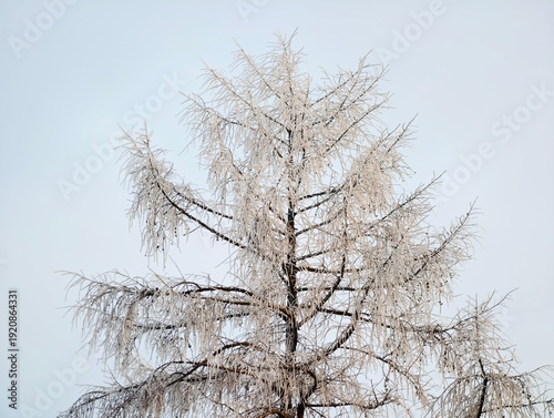 Fotografie Lone frosted tree under sky