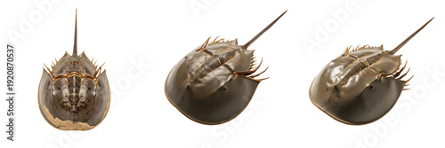Horseshoe crab isolated on white background, Limulidae, Limulus polyphemus, marine arthropod, underwater ocean animal, soft-bodied invertebrate, ocean wildlife photo, horseshoe crab closeup, marine ec