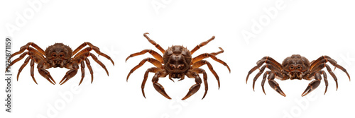 Foto Spider crab isolated on white background, Maja squinado, European spider crab, m