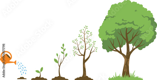 Growth stages of a tree from seedling to tree with watering sapling